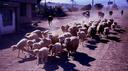 Stampede!  We almost got run down by these sheep and cattle as they flew down the road by us in Saquisili.